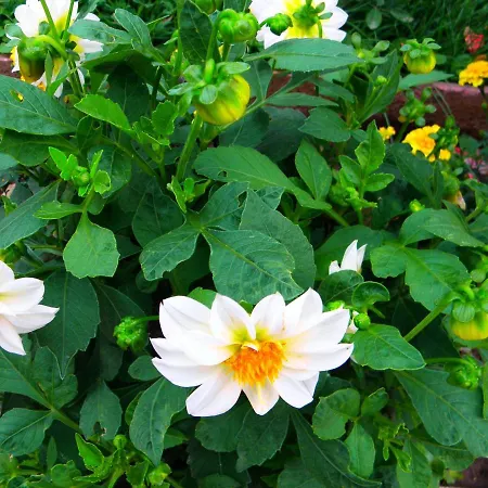 Kristaly Lejlighedshotel 3*